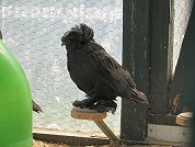 Bucharische Trommeltauben