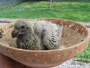 Blauer Jungvogel
