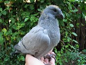 Ein sch�ner starker junger Blaubindiger Racer