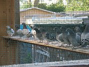 Mein Jungtierschlag