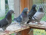 Starker Blaugeh�mmerter Jungtauber