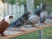 Blaugeh�mmerte T�ubin