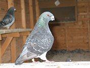 Tochter des dunkelgeh�mmerten Racers oben
