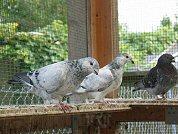 Zwei sch�ne Schimmel
