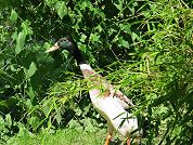 Indische Laufenten
