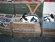 Wasserburger Taubenmarkt